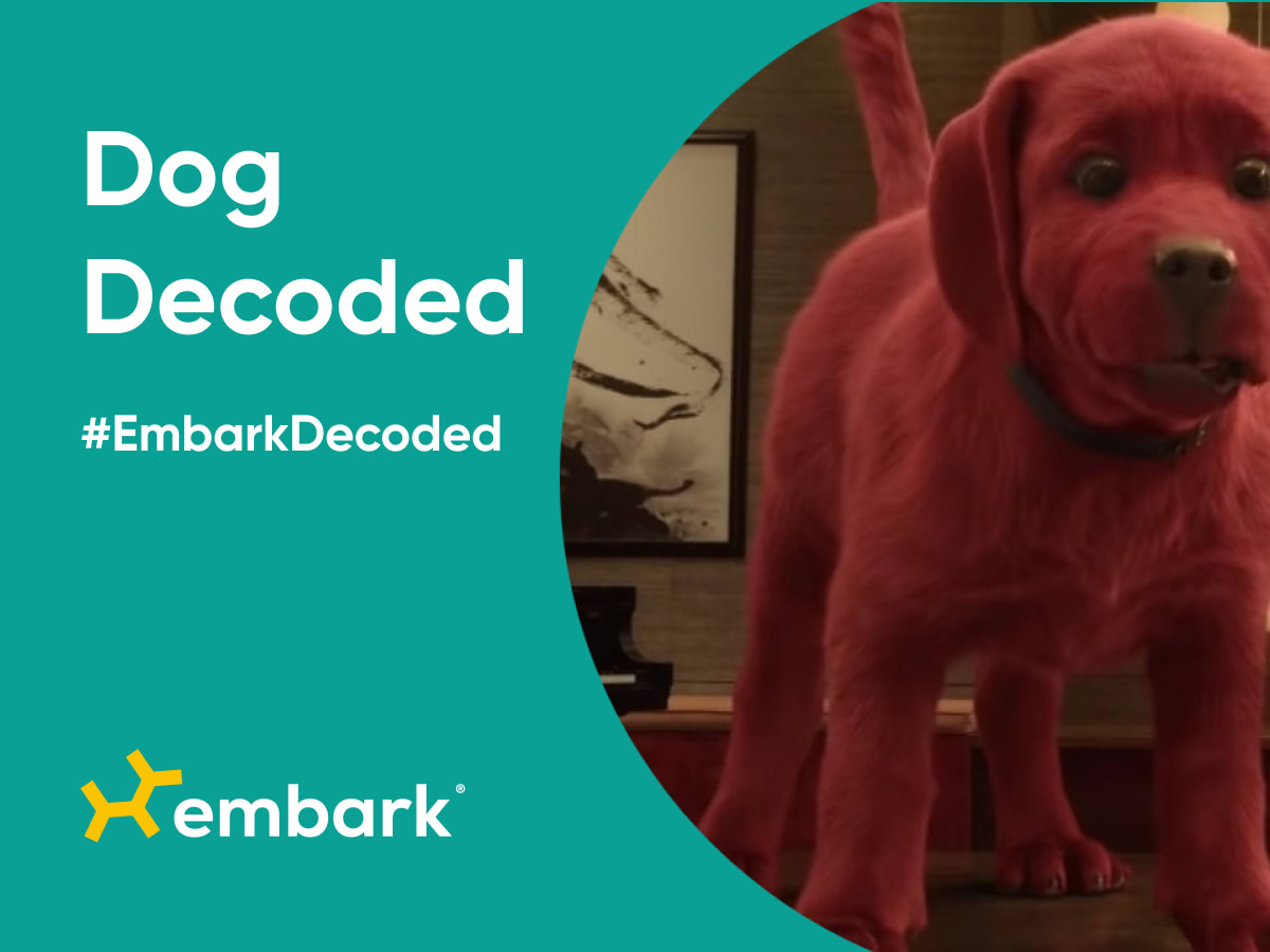 What Breed Is Clifford The Big Red Dog? in adaptations (TV and film)
