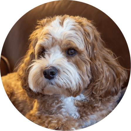 Blue 2024 eyed cavapoo