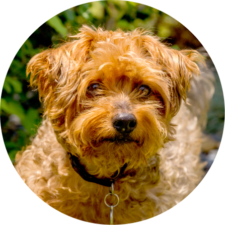 Yorkie poo hair hotsell