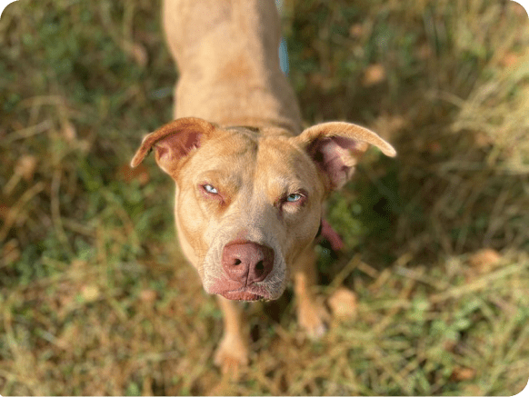 Miso the dog