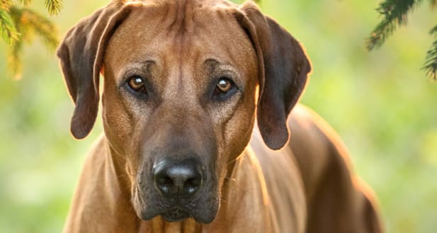 rhodesian ridgeback