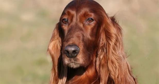 red pigment irish setter