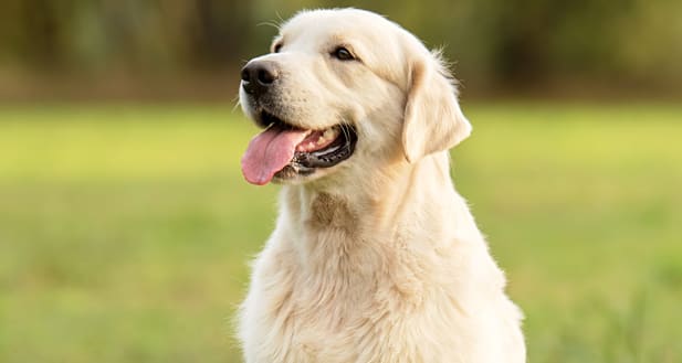 golden retriever