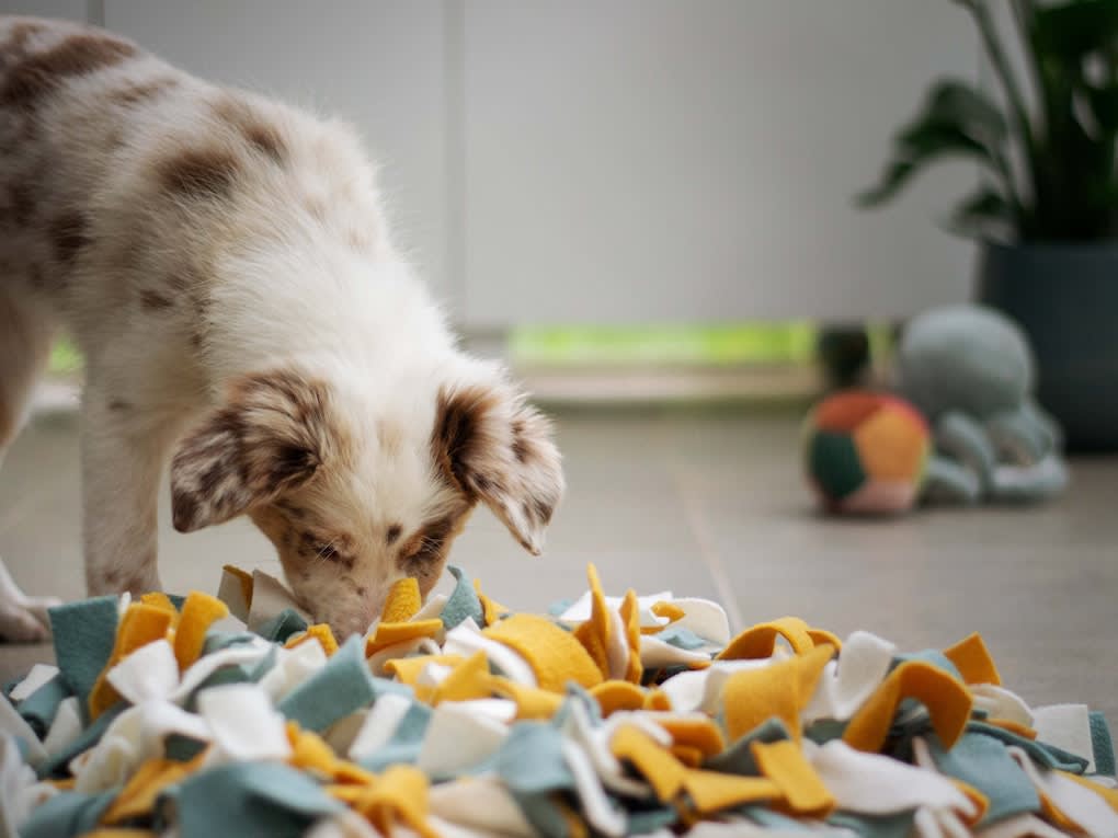 Mental Stimulation Enriches Your Pet's Life