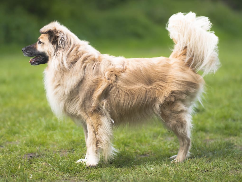 How To Find Your Dog's Body Condition Score