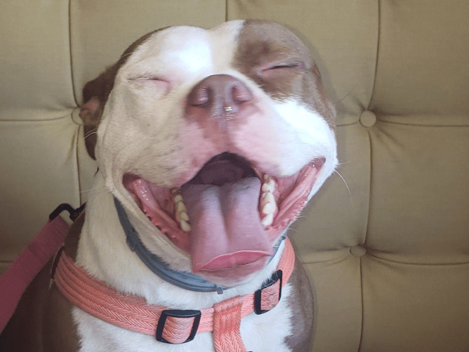 Monarch the dog