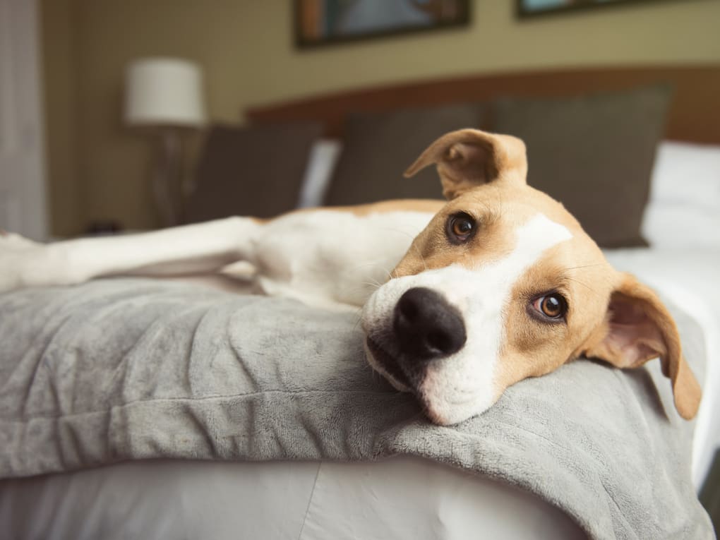 Dog Gut Health Explained Embarkvet