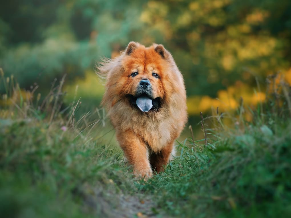 Chow chow x poodle online