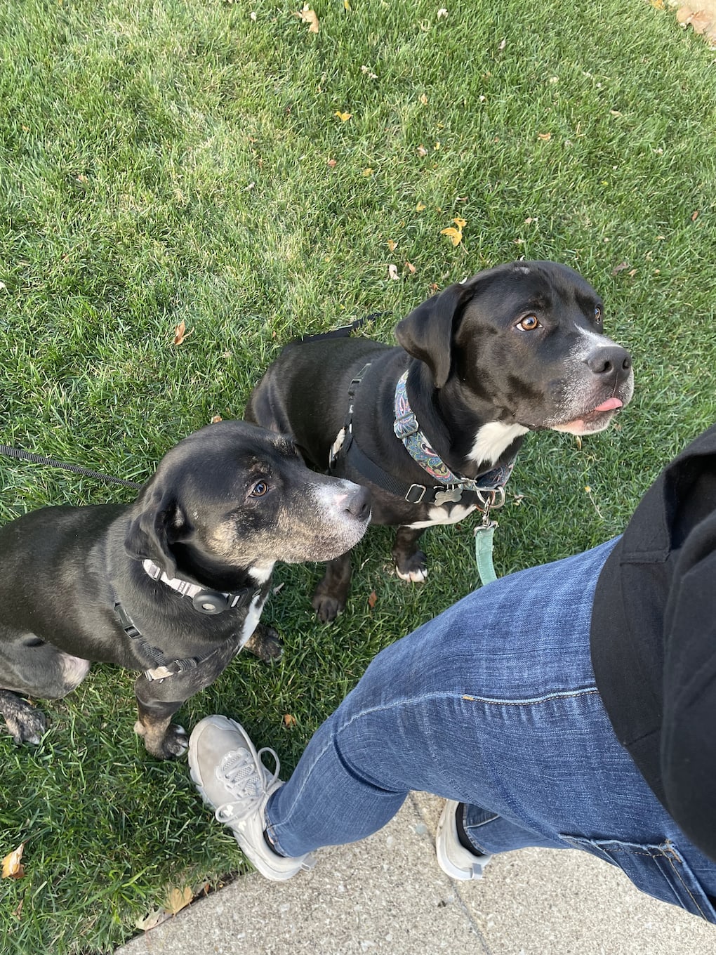 Two mixed-breed dogs, Vardis and Brunch, sit on the grass while looking up awaiting a snack.
