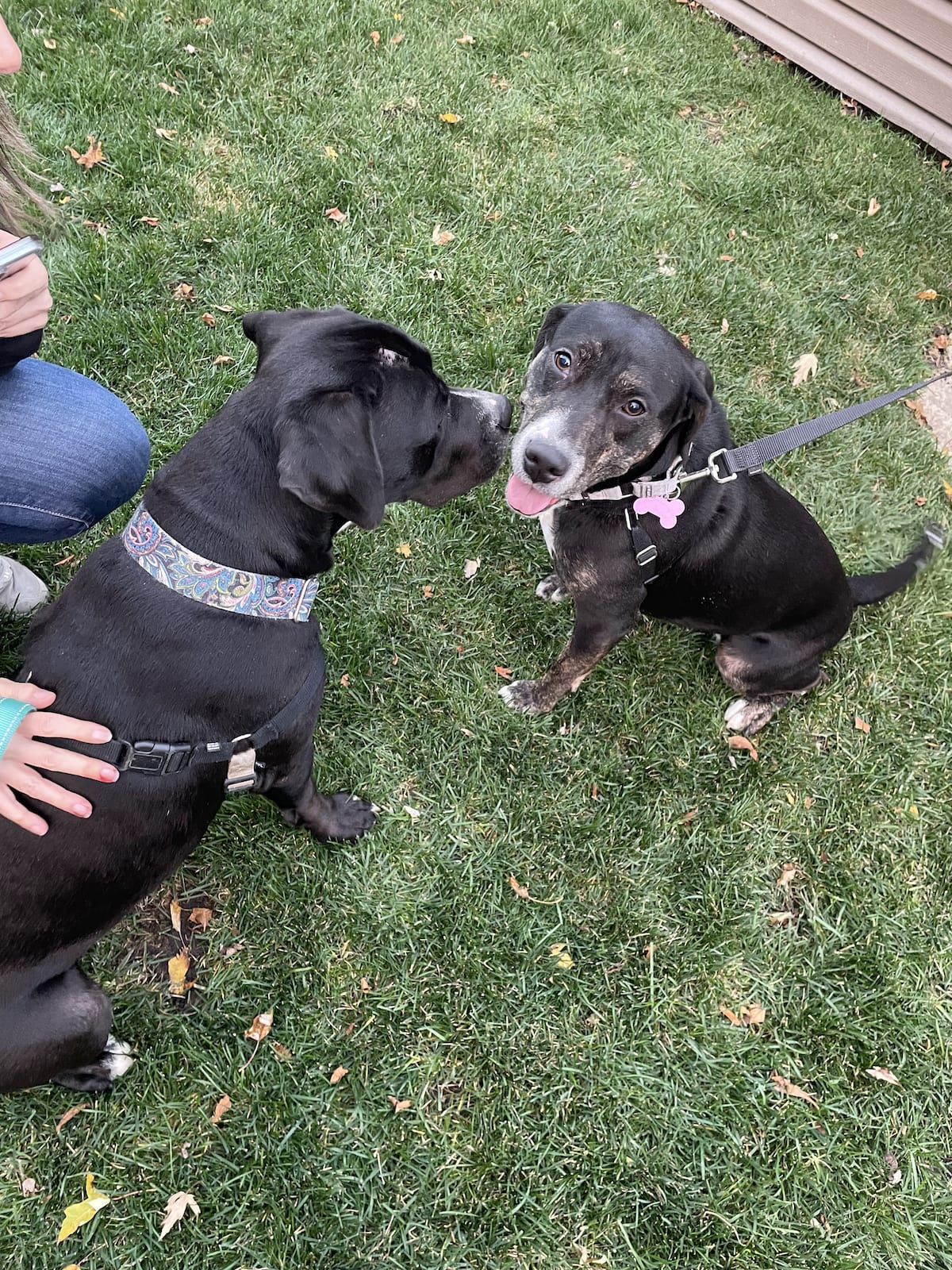 Two mixed-breed dogs, Vardis and Brunch, sniff each other playfully.