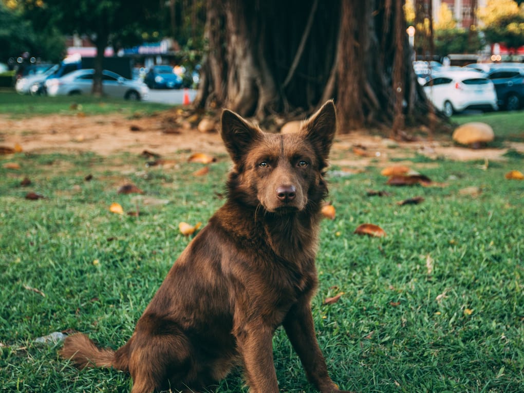 Where Did Dogs Come From About The Origin Of Dogs Embarkvet where-did-dogs-come-from-about-the-origin-of-dogs-embarkvet