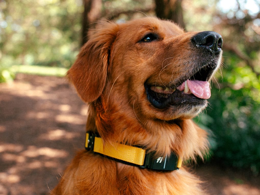 Choosing the right tracker for your pet