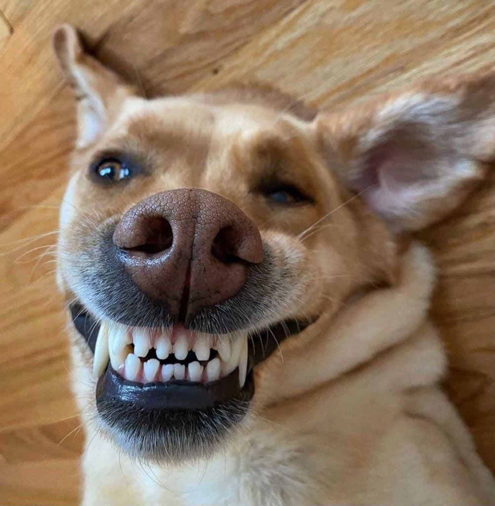Dog Teeth How To Maintain Your Dog S Dental Health Embarkvet This one's freakishly adorable smile makes up for the lack of ears. dog teeth how to maintain your dog s