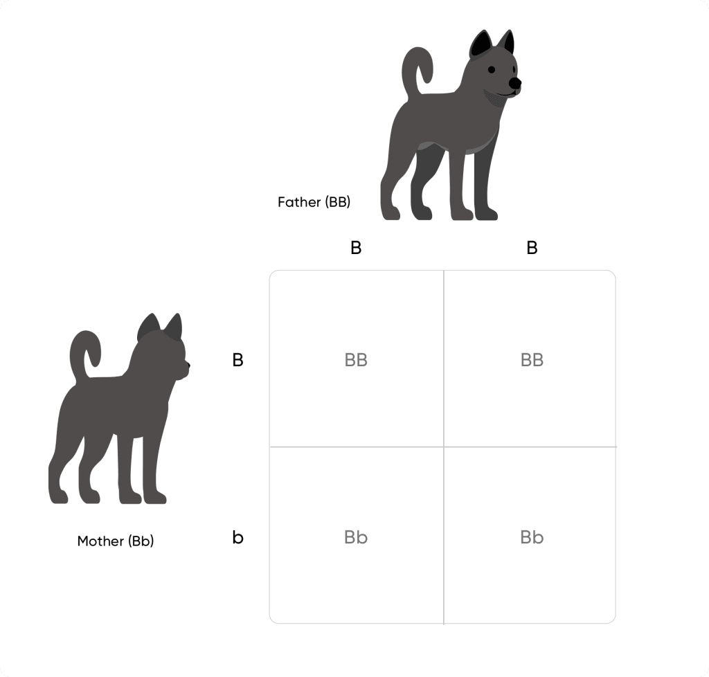 Punnett square with two black dogs uppercase B uppercase B on top and uppercase B lowercase b to the left. From top left to bottom right: uppercase B uppercase B, uppercase B uppercase B, uppercase B lowercase b, uppercase B lowercase b
