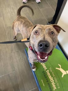 New Rescue, Bullseye, at Wags & Whiskers
