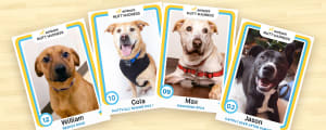 mutt madness fluffy four