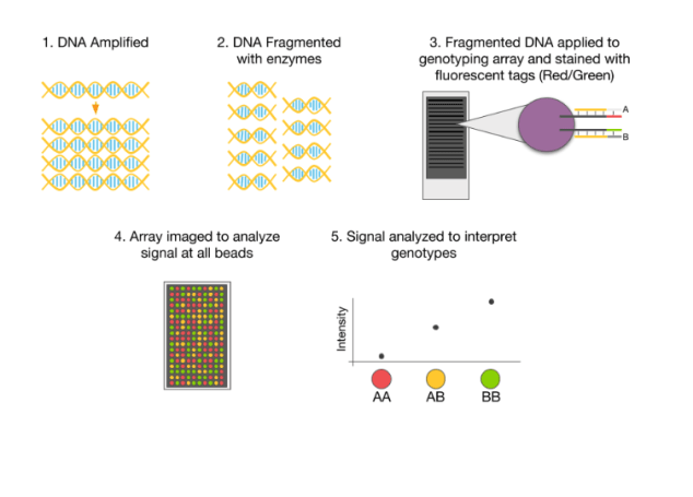 how dna genotyping works and why it sometimes doesn t embarkvet