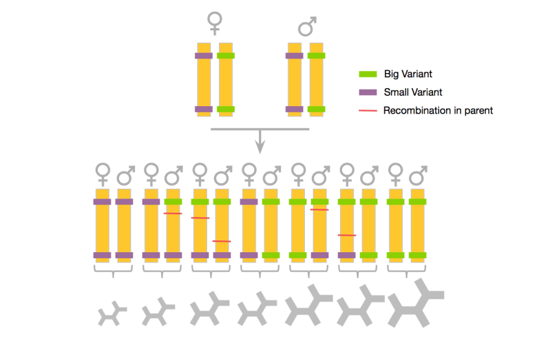why mixed breed siblings may not look