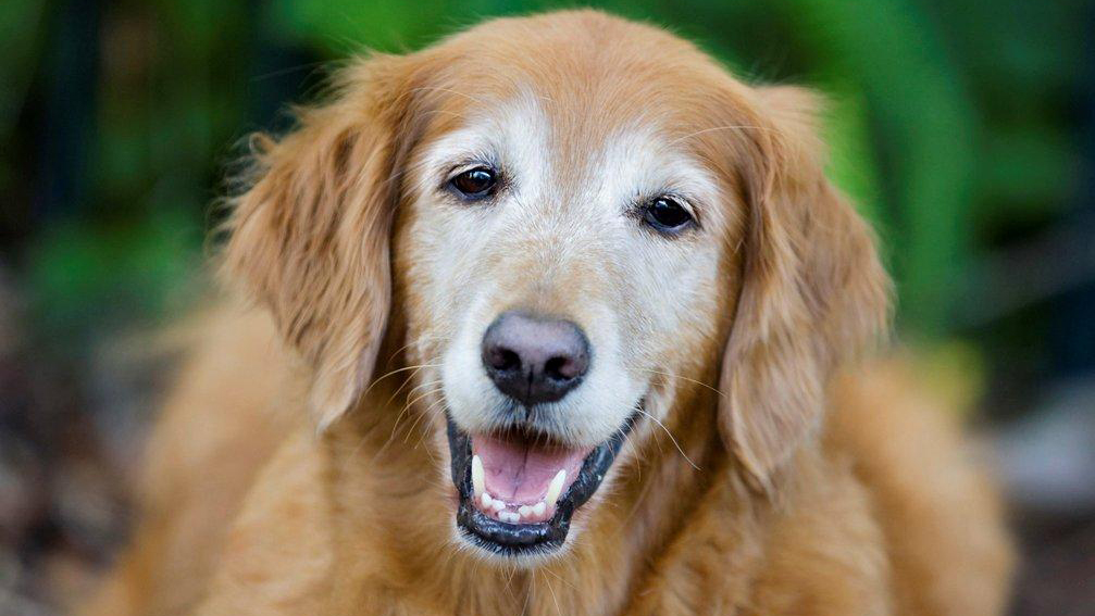 How Old Is My Dog How Veterinarians Estimate Dog Age Embark