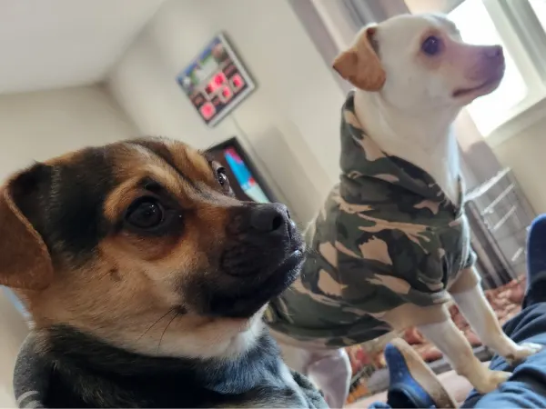 two dogs looking to the right. the camera is close to their face