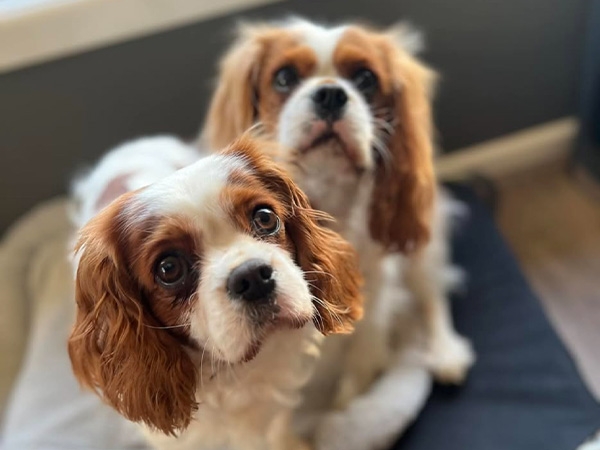 two king charles cavaliers