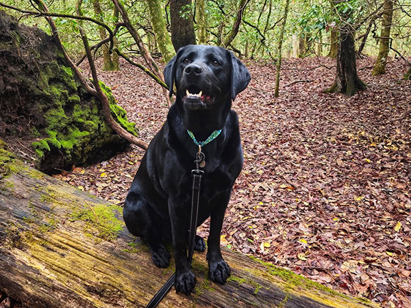 Dog Bruno, black dog smiling in the forest