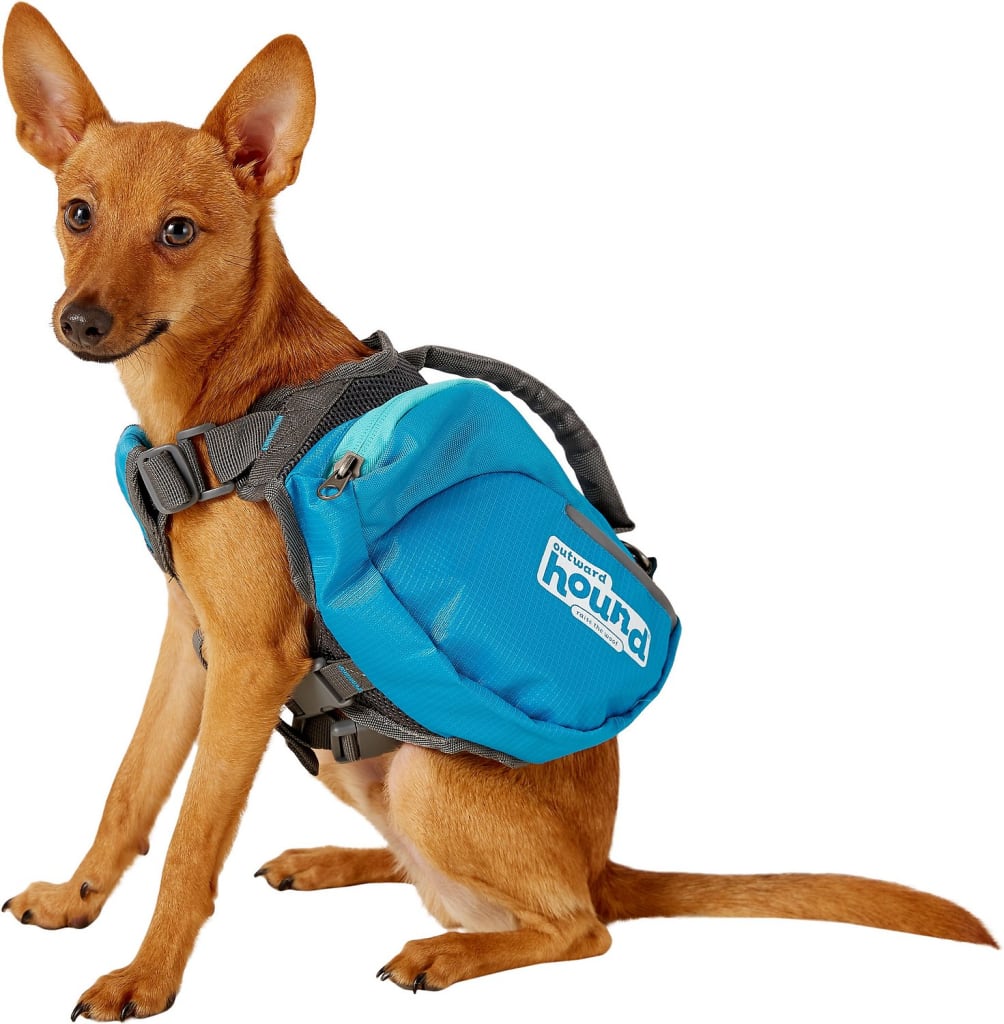 dog wearing backpack
