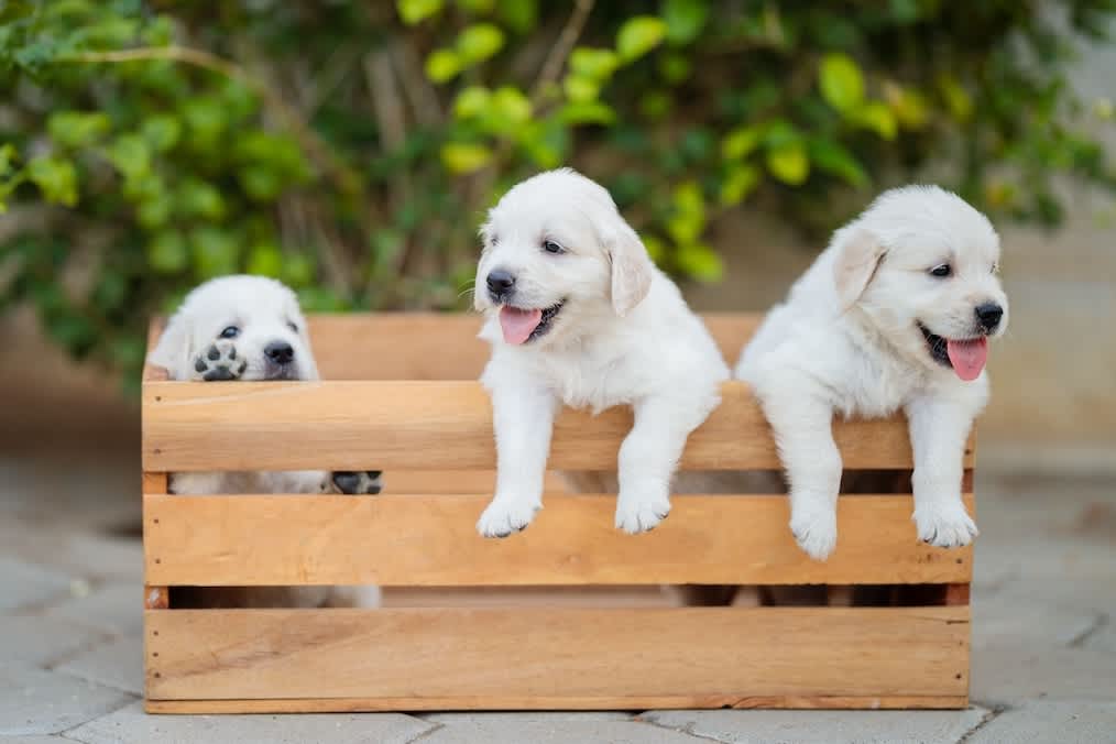 Go to "Embark Litter Package for Puppy DNA Testing" article