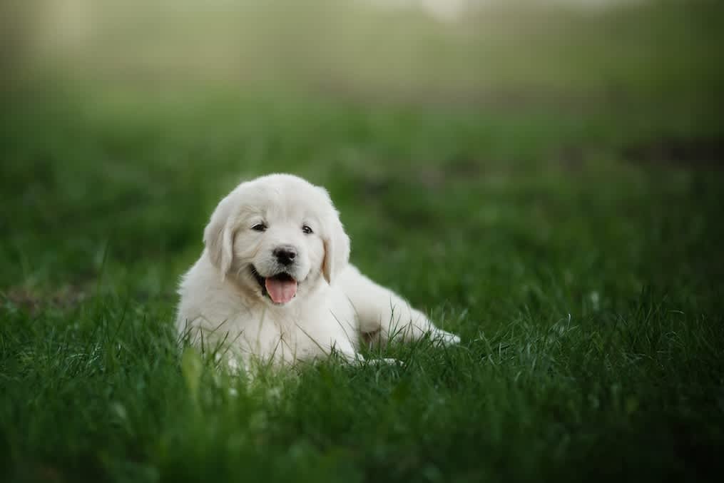 Go to "Puppy DNA testing brochure for new owners" article