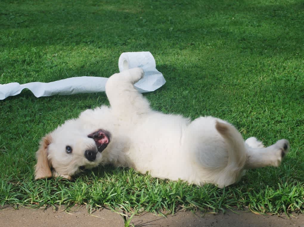 Go to "What To Do If Your Puppy Has Diarrhea" article