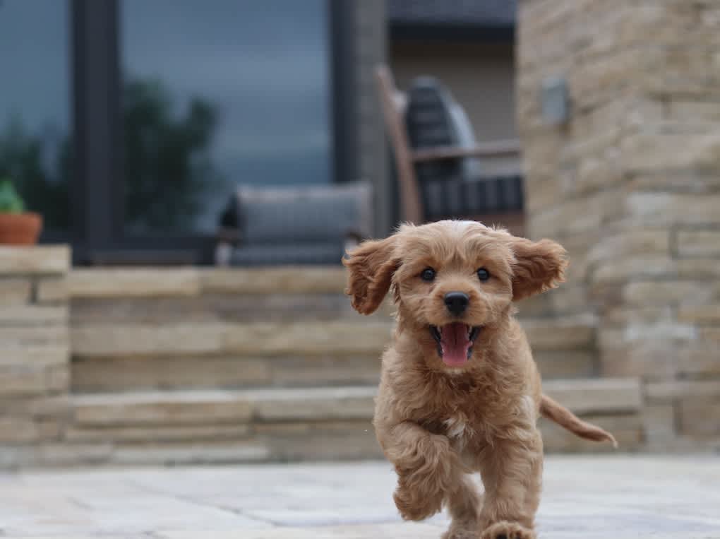 Go to "7 Effective Ways To Tell How Big Your Puppy Will Get" article
