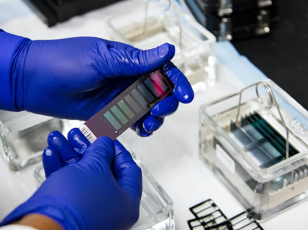 Go to "How DNA Genotyping Works" article