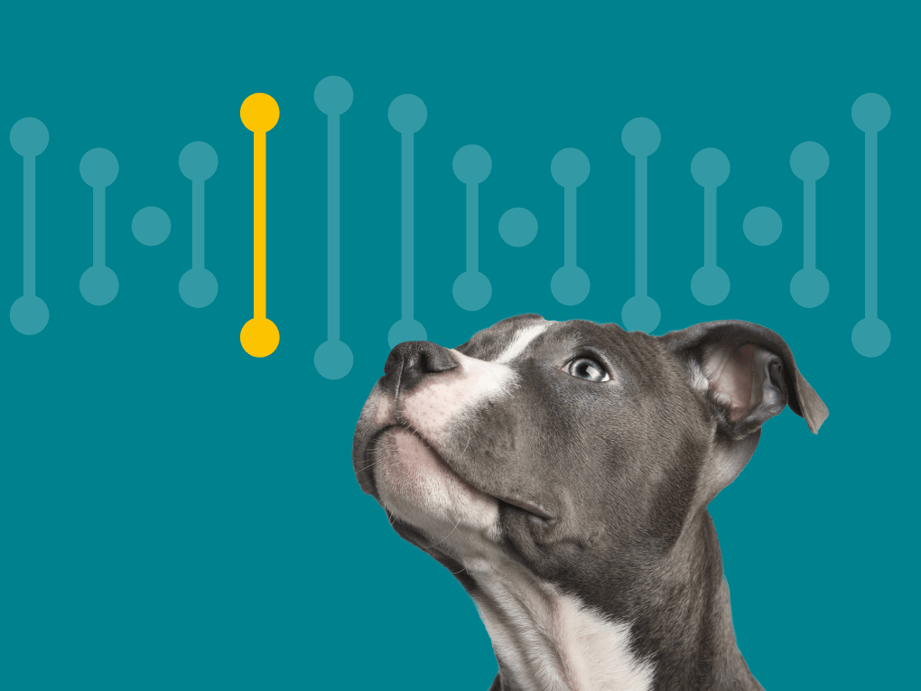 Go to "How Accurate Are Dog DNA Tests?" article