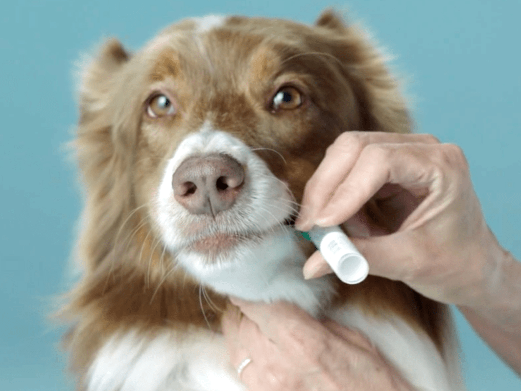 Go to "How Do Dog DNA Tests Work?" article