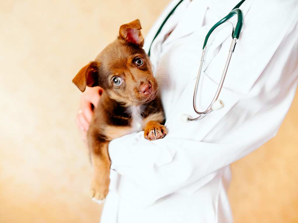 Go to "Planning The First Vet Appointment For Your Puppy" article