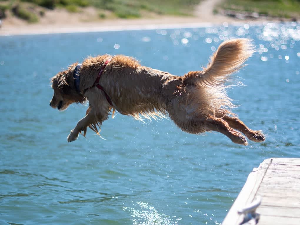 Go to "How to Protect Your Dog This Summer" article