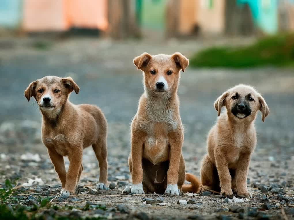 How to Identify Mixed Dog Breeds: Easy Tips for Accurate Results