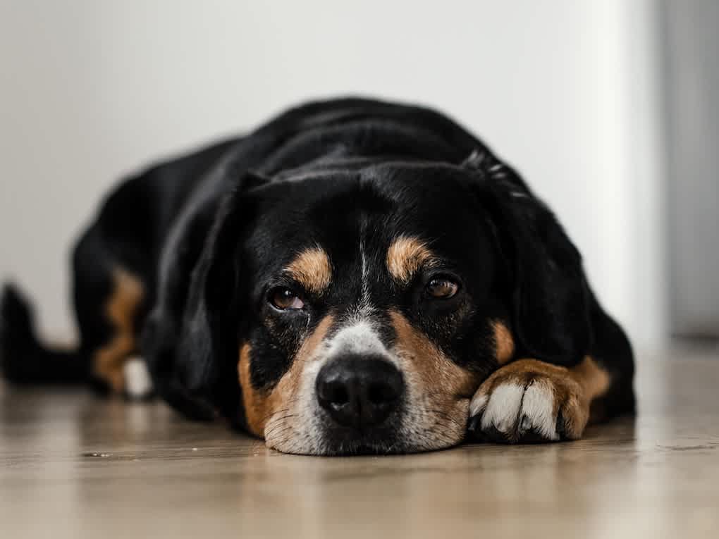 Go to "What To Do If Your Dog Has Diarrhea" article