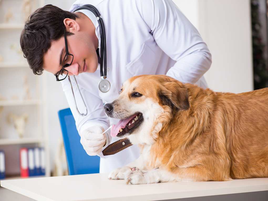 Go to "10 Questions to Ask Your Veterinarian About Senior Dog Care" article