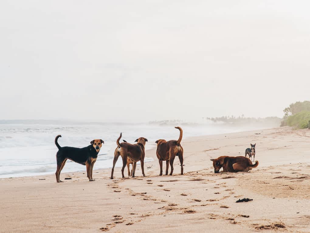Go to "Dogs May Have Originated in Central Asia" article