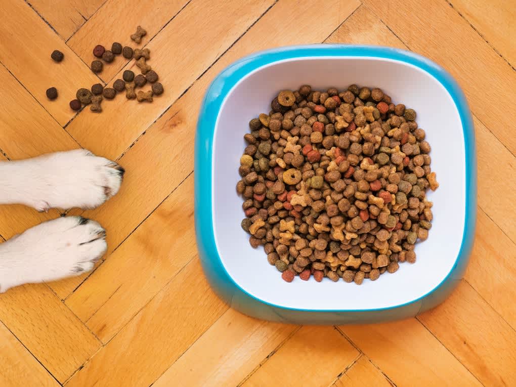 Go to "8 Tips for Feeding Your Dog A Healthy Diet" article