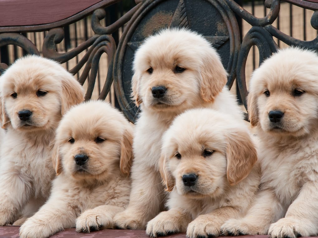 Go to "Inbreeding Depression and Reduced Fecundity in Golden Retrievers" article