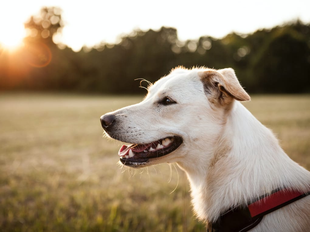 Go to "Complex Disease and Phenotype Mapping in Dogs" article
