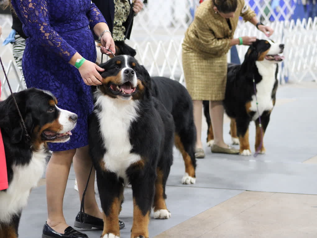 Go to "Embark at the National Dog Show" article