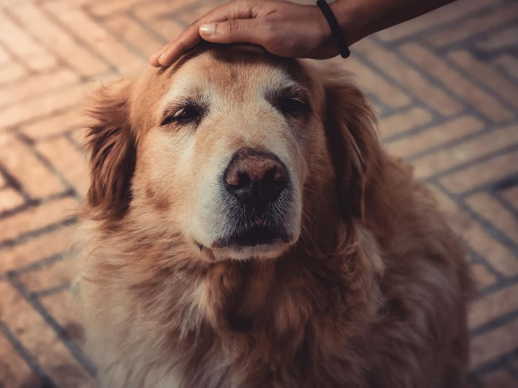 Go to "5 Steps to a Senior Dog-Proof Home" article