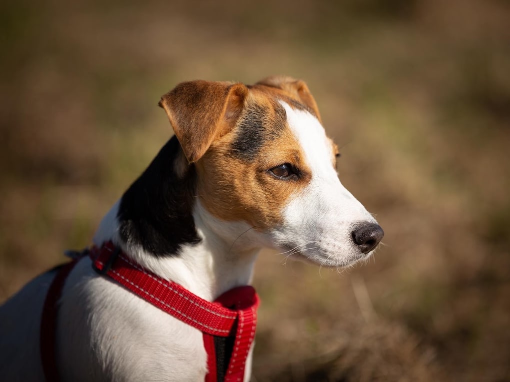 Go to "How to Choose the Right Harness For Your Dog" article