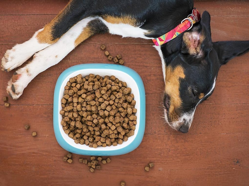 Go to "3 Ways to Help Your Dog Slow Down When Eating" article