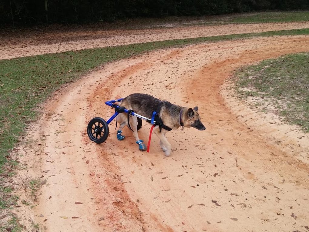 Go to "Vet-Approved Mobility Support Tools for Dogs" article