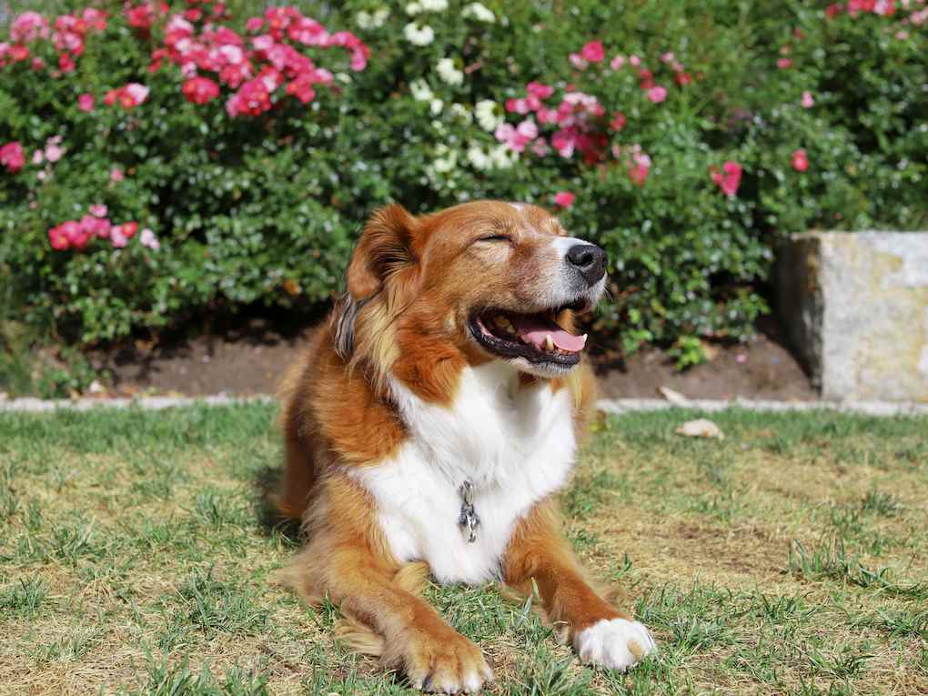 Go to "Top 10 Most Common Breeds in Embark Dogs" article