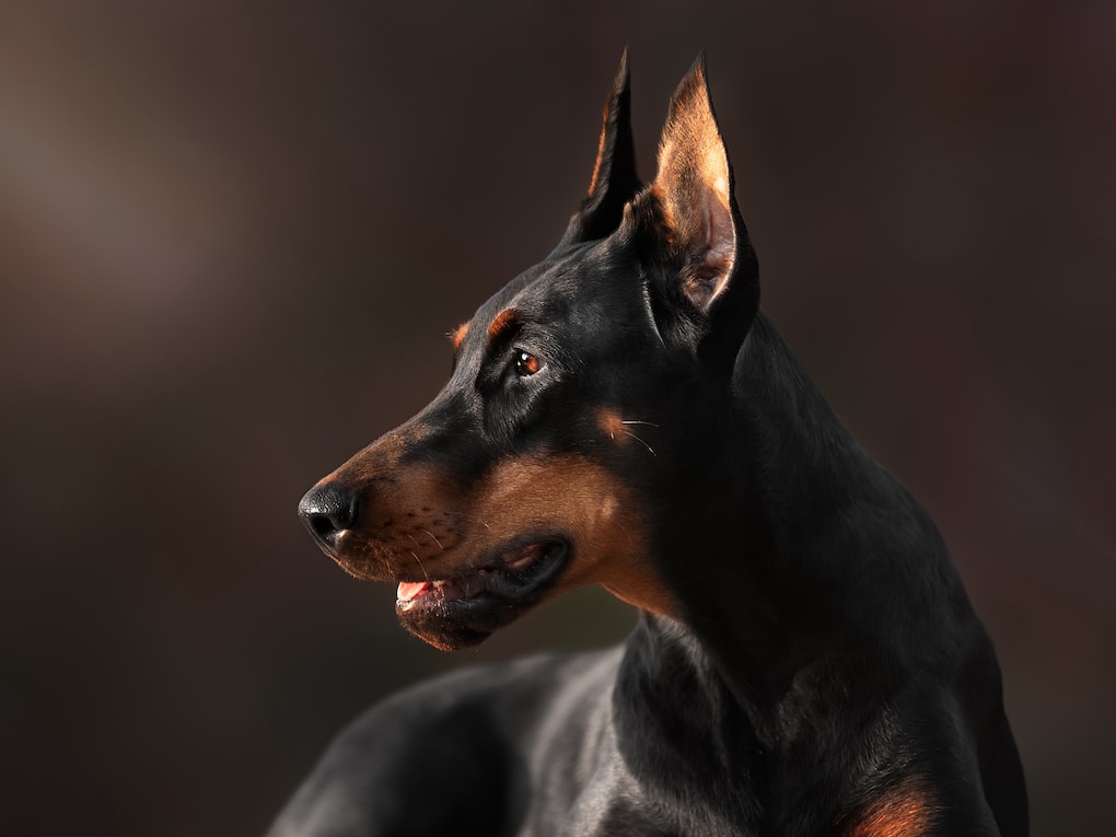 Go to "Patterns of Inbreeding and Overlap with Recessive Disease Genotypes in Dogs" article